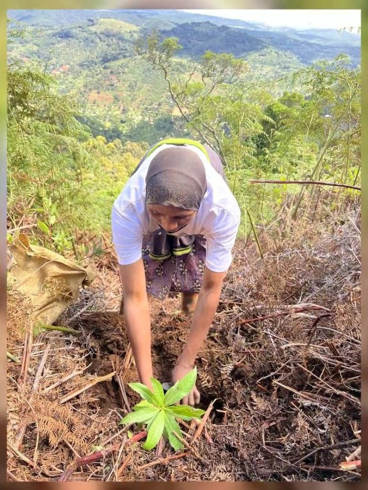 pure IT and Gift a Tree tree planting